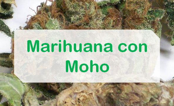 Marihuana con Moho【Fumar Marihuana con Moho】